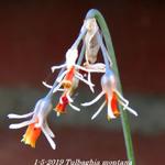 Tulbaghia montana - 