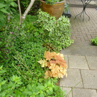 Heuchera 'Caramel'