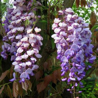 Wisteria sinensis 'Amethyst'