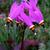 Dodecatheon meadia