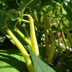 Phaseolus vulgaris 'Valdor' - 