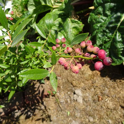 Vaccinium corymbosum ’Pink Lemonade’  