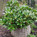 Skimmia japonica - 