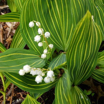 Convallaria majalis 'Variegata'