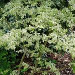 Euonymus europaeus 'Variegatus' - 