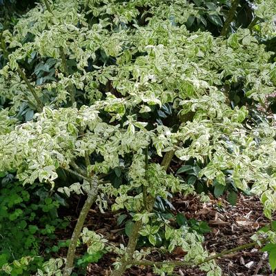 Euonymus europaeus 'Variegatus' - 