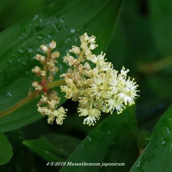 Maianthemum japonicum