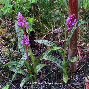 Dactylorhiza majalis