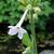 Nicotiana sylvestris