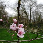 Prunus persica 'Peregrine' - 