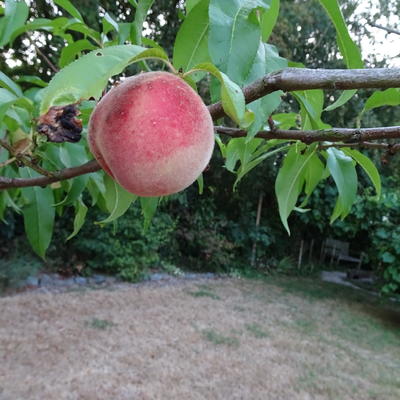 Prunus persica 'Peregrine'