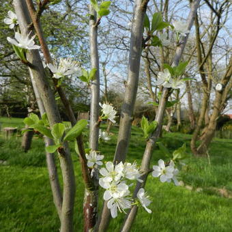 Prunus domestica ´Belle de Louvain´