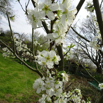 Prunus Domestica 'Reine Claude Verte'