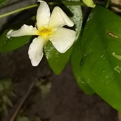 Trachelospermum jasminoides 'Star of Toscane' - 