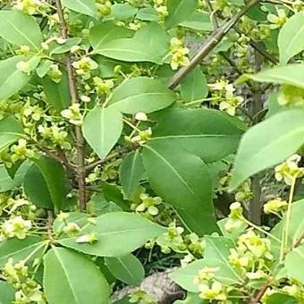 Euonymus alatus