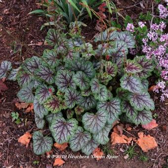 Heuchera 'Green Spice'