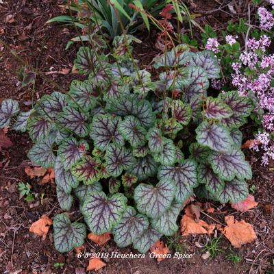 Heuchera 'Green Spice' - Heuchera 'Green Spice'