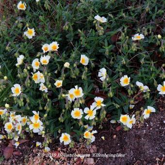 Helianthemum 'Elfenbeinglanz'