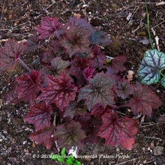 Heuchera micrantha 'Palace Purple'