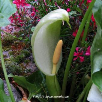 Arum maculatum