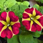 Petunia 'AMORE Queen of Hearts' - 