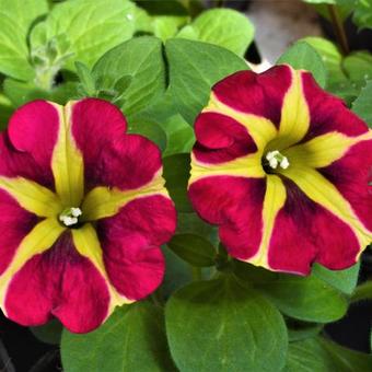 Petunia 'AMORE Queen of Hearts'