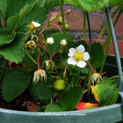 Fragaria x ananassa - 