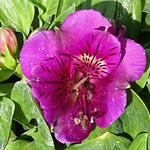 Alstroemeria 'PRINCESS Tamara' - 