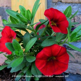 Calibrachoa 'CARILLON Red' - compact MF