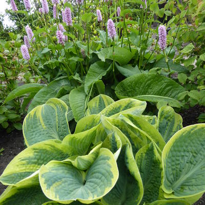 Hosta 'Sugar Daddy' - 