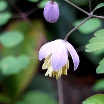 Thalictrum delavayi