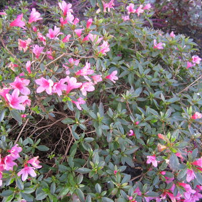 Rhododendron  'Madame van Hecke' - 