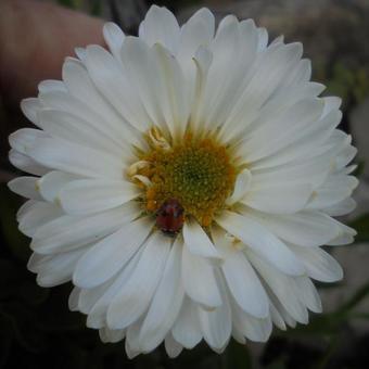 Aster alpinus 'Albus'