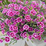 Dianthus caryophyllus 'Pink Kisses' - 