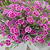 Dianthus caryophyllus 'Pink Kisses'