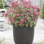 Pieris japonica 'Polar Passion' - 