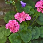 Pelargonium 'Nan West' - 