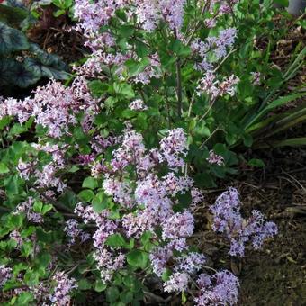 Syringa meyeri 'Palibin'