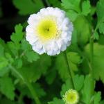 Tanacetum parthenium 'Sissinghurst White' - 