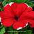 Petunia 'MADNESS Red Picotee'