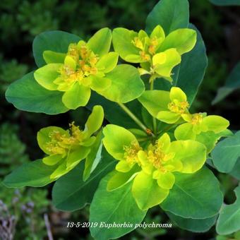 Euphorbia polychroma