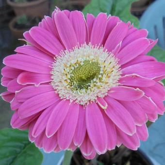 Gerbera jamesonii