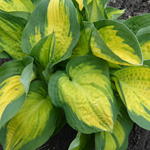 Hosta 'Sunset Grooves' - 