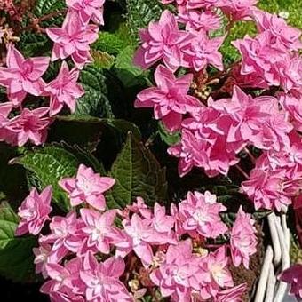 Hydrangea macrophylla 'Doppio Rosa'