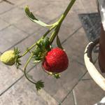 Fragaria x ananassa 'Loran' - 