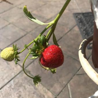 Fragaria x ananassa 'Loran'