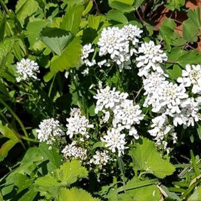 Iberis sempervirens 'Senior' - 