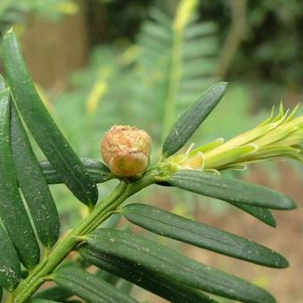 Taxus baccata