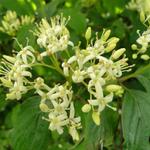 Cornus sanguinea - Cornouiller sanguin