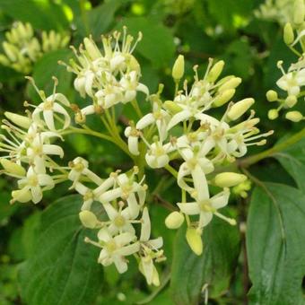 Cornus sanguinea